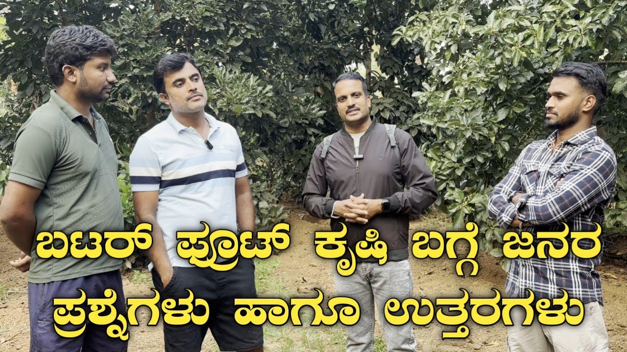 ಬಟರ್ ಫ್ರೂಟ್ ಕೃಷಿ|Butter fruits questions & answers|butter fruit farming|avacoda farming|benne hannu