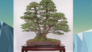 Tổng hợp cây Bonsai cụm rừng đẹp đáng học hỏi