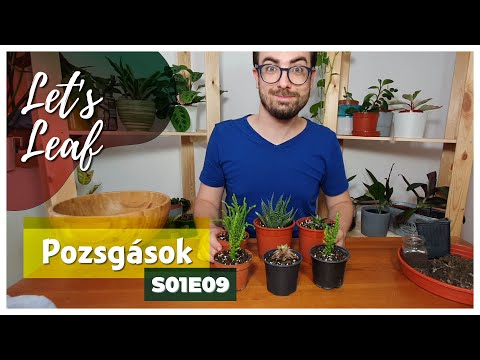 Videó: Tippek a gyönyörű pozsgás növények termesztéséhez