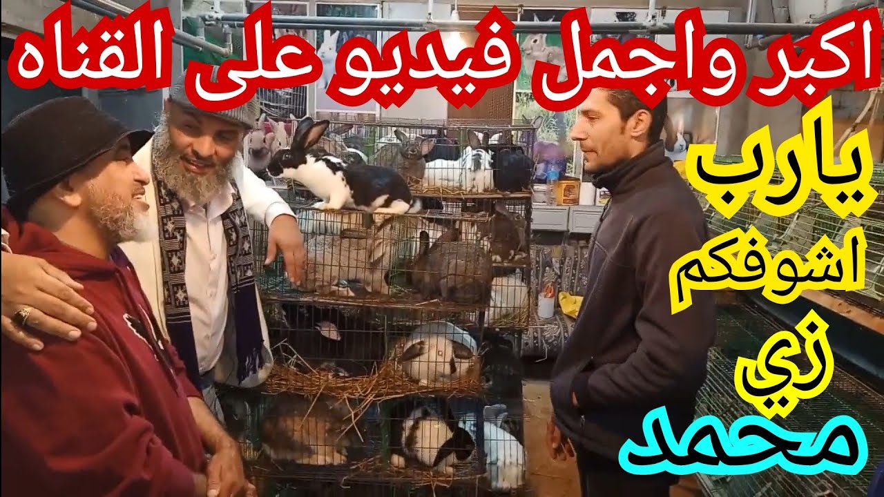 ١٠٥ ام١٥دكر٣طن علف هيفوتك كتير لو مشفتش جمال وحلاوة الارانب دي