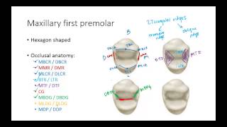 Dental Anatomy: Premolars