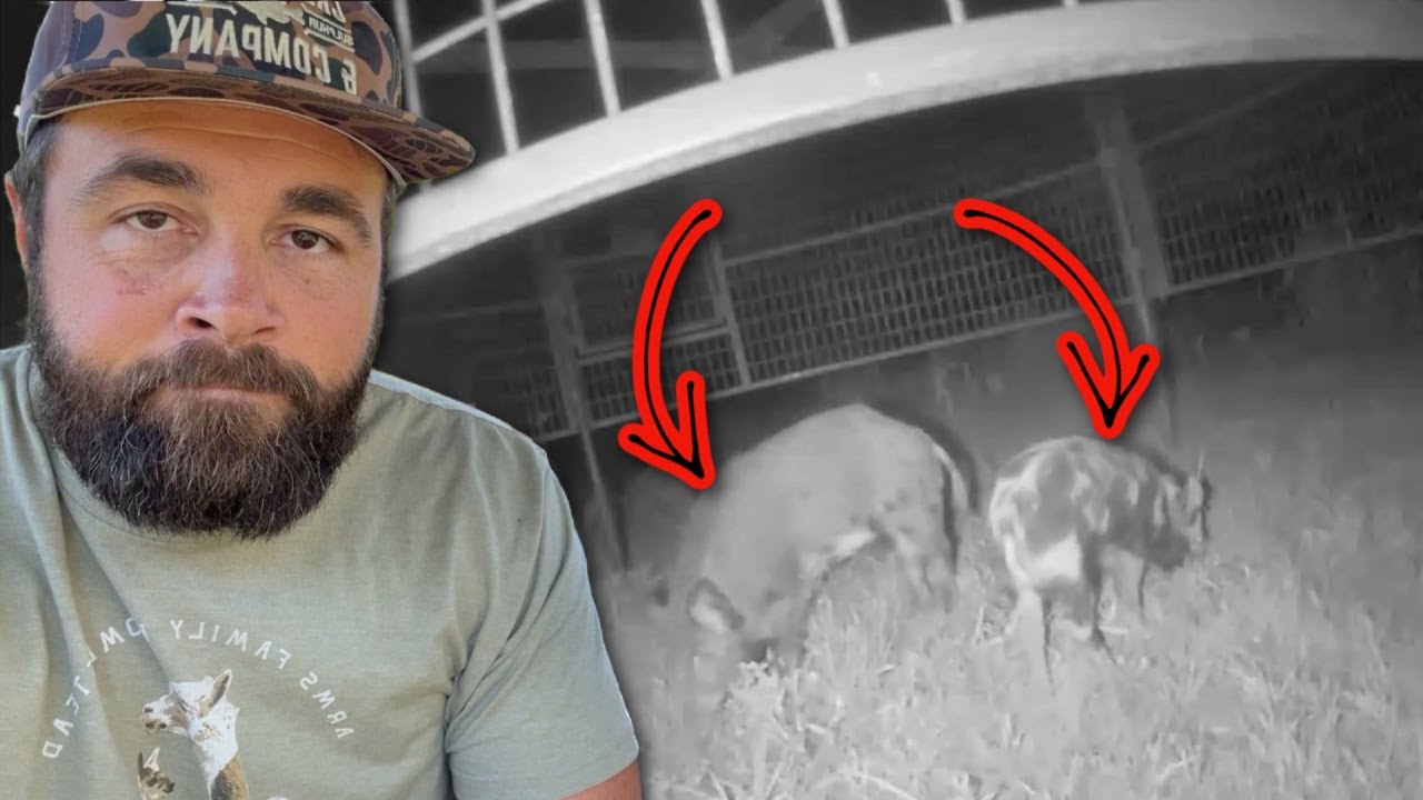 Pigs Need Trapped Before Deer Season!