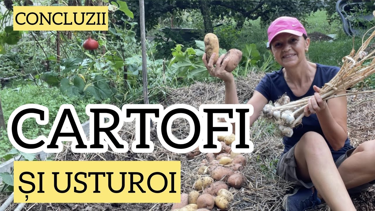 A reusit experimentul? Plantarea cartofului toamna in asociere favorabila cu usturoiul
