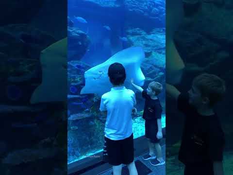 Dubai Underwater Zoo and  Aquarium..    #Dubai #Zoo