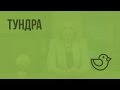 Тундра. Видеоурок по окружающему миру 4  класс