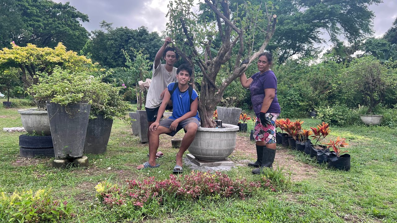 Planting Big Bougainvillea | Pag Tatanim ng mga Malalaking Bougainvillea
