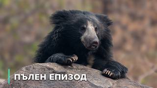 видео: Мама-ленивец срещу дивата природа | В дивата Индия 104 картинка: Мама-ленивец срещу дивата природа | В дивата Индия 104