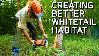 Creating Better Whitetail Habitat | Affordable Habitat Improvement