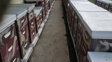 Honey Bee Drone Eviction day, Mating Season Is Done!