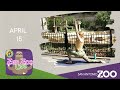 Zen Zoo - April 15