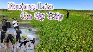 Linh Philip || Ruộng Lúa Mà Ca Sỹ Việt Nam Đến Cấy Hái Giúp Bà Con Dân Bản Bây Giờ Ra Sao?