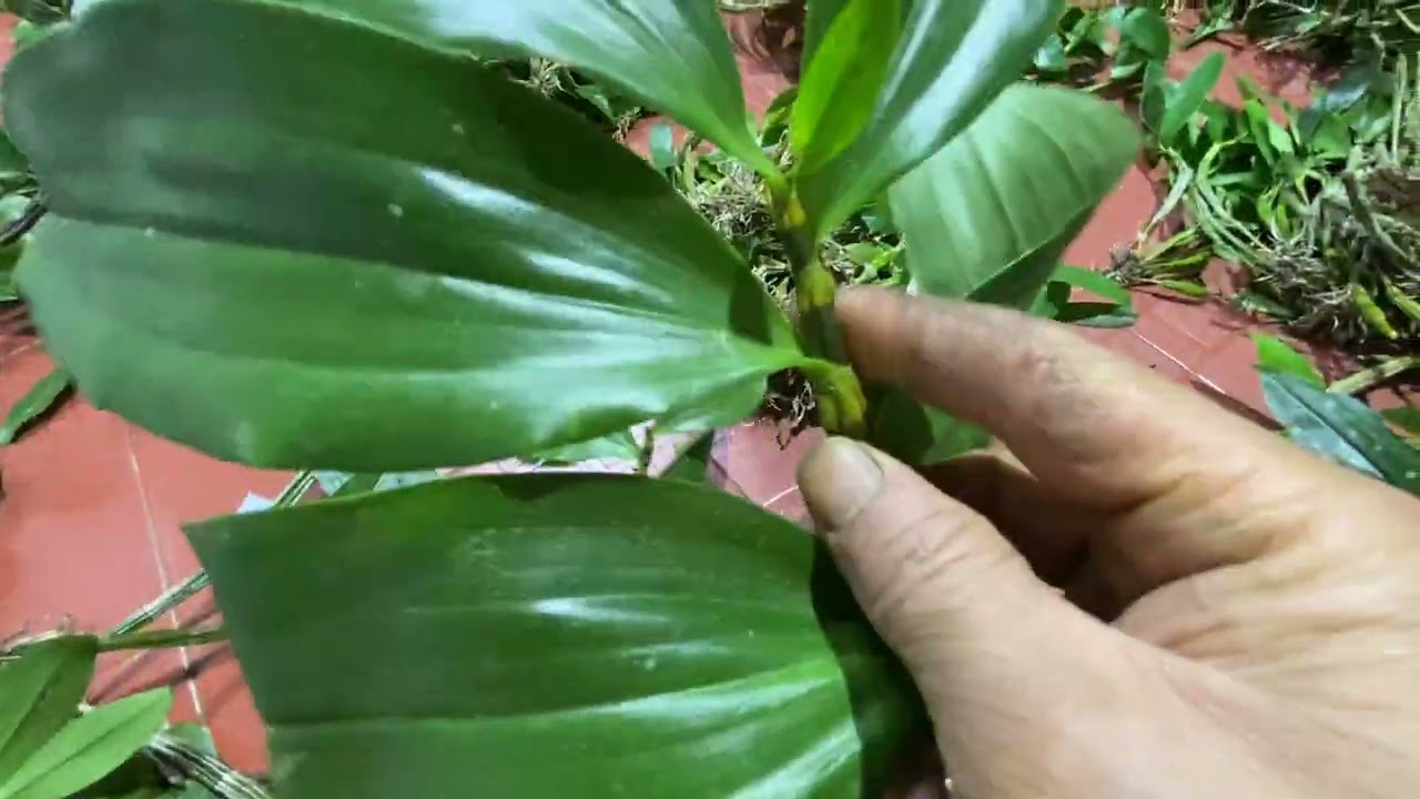 LAN RỪNG KON TUM 31/1/2026 LH 0973821799