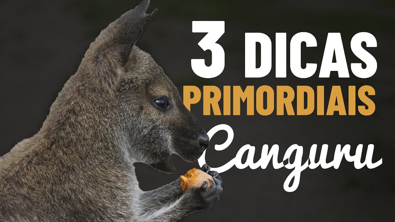 Dicas PRECIOSAS e PRIMORDIAIS para fazer a CANGURU