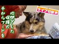 【心を閉ざした保護犬】シュンくん手からドッグフード食べた⁉️「ライブチャンネル切抜き」