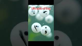 Life Cycle Of Frog