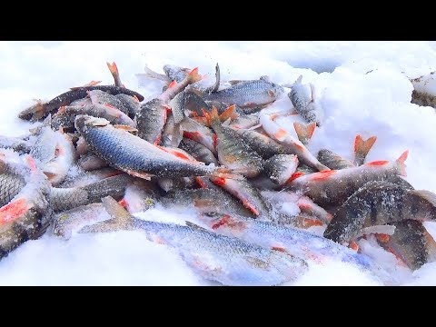 САМАЯ УЛОВИСТАЯ МОРМЫШКА спасает рыбалку! Вот что значит подобрать мормышку под рыбу Плотва окунь