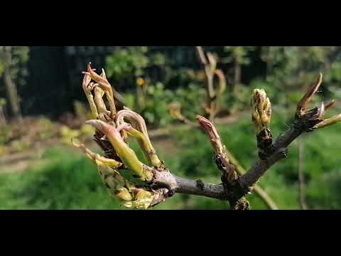 Pistacia Vera, original
