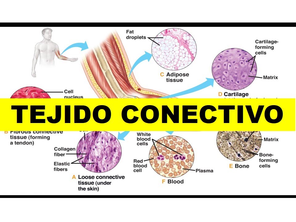 Diagrama De Tipos De Tejido Conectivo 1er Examen Salud | PDF | Sistema