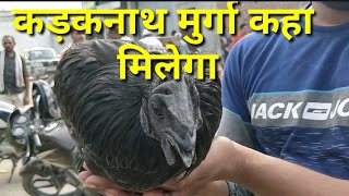 Kadaknath murga kaha milega