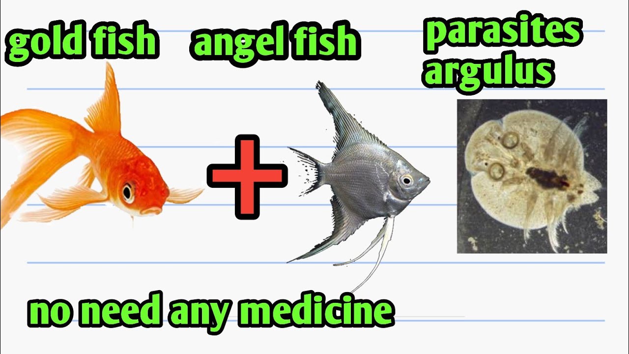 gold fish ich and parasites treatment without any medical