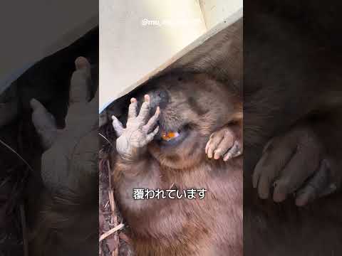 ビーバーの歯のサムネイル