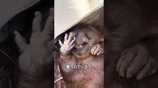 ビーバーの歯