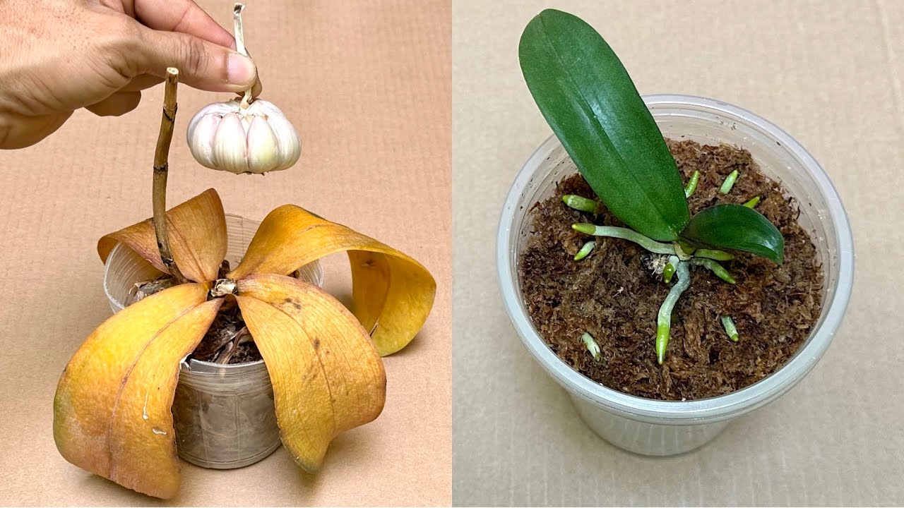 Чеснок оживляет все гнилые орхидеи этим простым способом