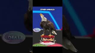 Diğer Hayvanlar Vs Futbol O Çiyiyen