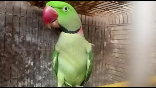 indian ring neck talking parrot