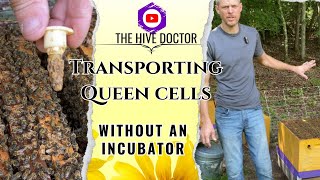 How to Transport Queen Cells Easily