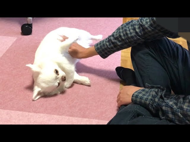 撫でられたくてすぐお腹を見せてしまう犬！コハクのポンポン