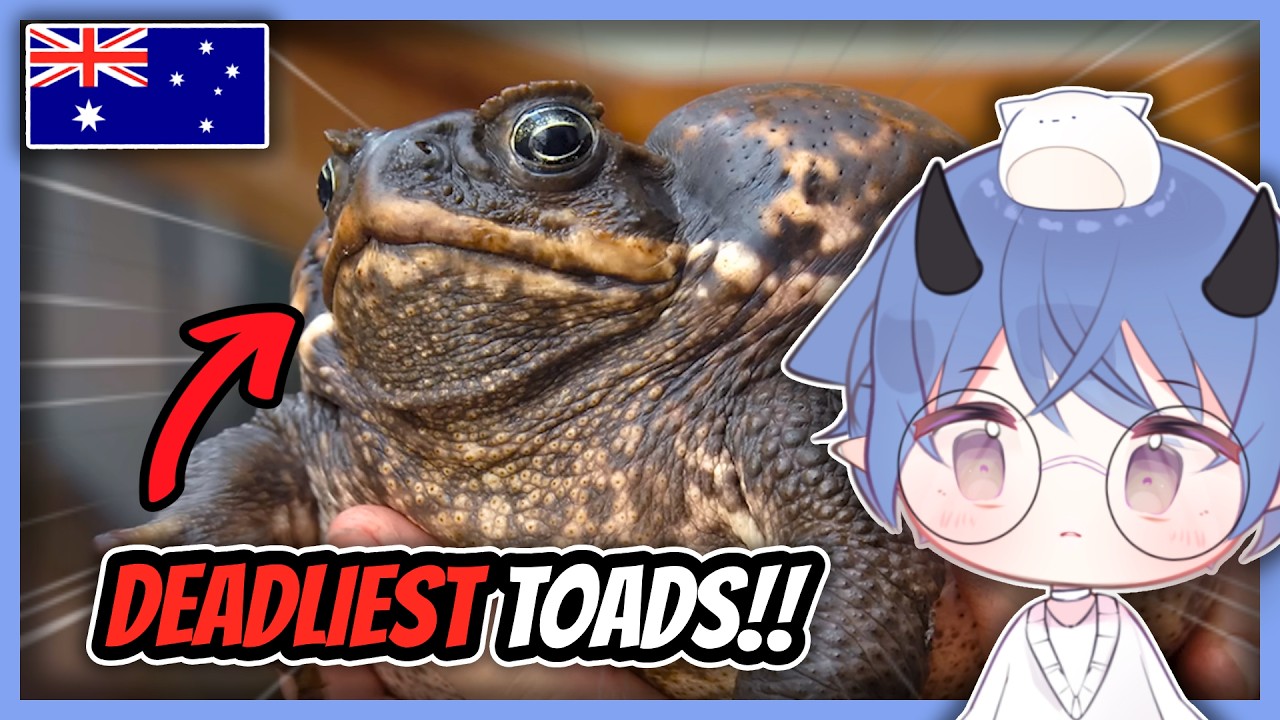 AUSTRALIA IS DOOMED! VTuber Reacts to The Cane Toad Invasion