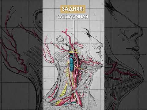 Почему нельзя путать внутреннюю и наружную сонную артерию?