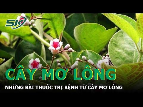 Video: Nguyên nhân nào gây ra bệnh thối rễ ở cây mơ - Tìm hiểu về bệnh thối rễ ở cây mơ