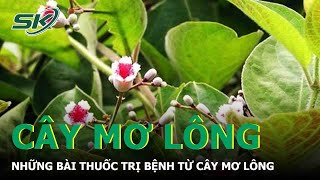 Những Bài Thuốc Trị Bệnh Từ Cây Mơ Lông | SKĐS