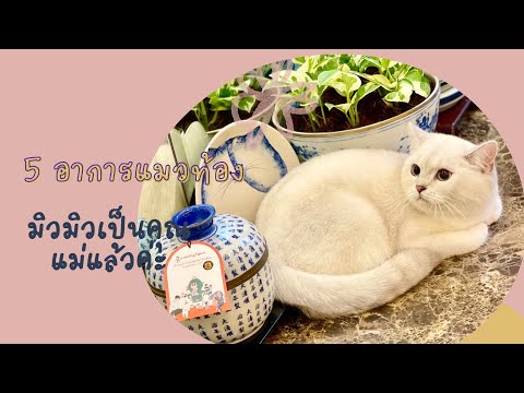 5 อาการแมวท้อง มิวมิวเป็นคุณแม่แล้วค่ะ |Deejaworld
