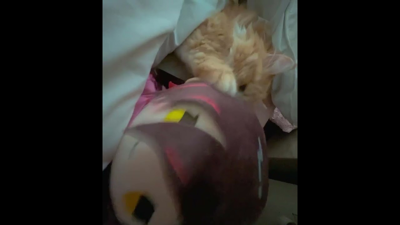 【もちどる】wake up roboco 🐈【ホロライブ/ロボ子さん】