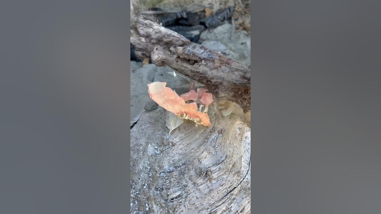 Satisfying Crushing Crabs shorts YouTube