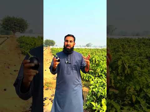Brinjal Farming Profit Kya 1 5 Acre Se 18 Lakh Kama Sakte Hain بینگن کی کاشت منافع بخش ہے