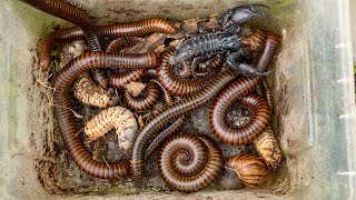 The Best Skill Insect Hunting Moments Around My Home! 😳 Millipedes , Snails , Red Millipede