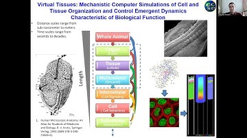 CompuCell3D Virtual Tissue Modeling Workshop 2024: Orientation Session 1 [July 1st, 2024]