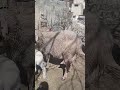 نعجه وراها خروف ماشاء الله عليها في الحليب المعني يرن على الرقم 0593973175