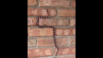 King Snake Shows Off Its Incredible Climbing Skills..! #shorts #shortvideo  #amazing #shortsyoutube