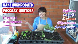 КАК ПИКИРОВАТЬ РАССАДУ ЦВЕТОВ? Основные правила и нюансы в пикировке некоторых растений.