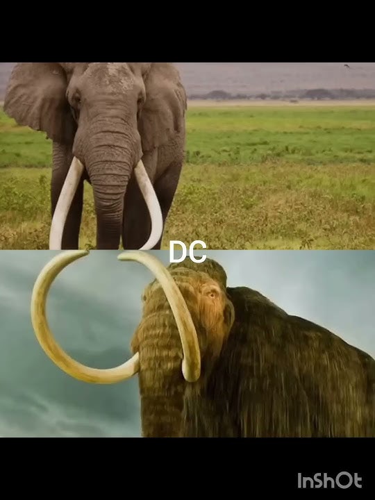 african bush elephant vs wooly mamoth