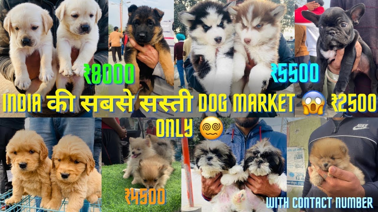 Punjab Dog Market 2024 Very Cheap dogs😱 YouTube