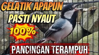 Pancingan Gelatik Batu Ampuh  Gelatik Lain Akan Cepat Respon 