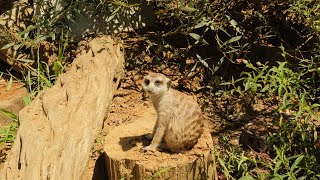 A Day Inside San Francisco Zoo