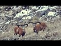 Wildlife of Armenia