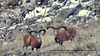 Wildlife of Armenia